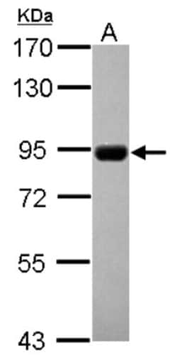 CNNM4 Antibody, Novus Biologicals 0.1mL; Unlabeled:Antibodies, Polyclonal