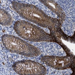 CNNM4 Antibody, Novus Biologicals:Antibodies:Primary Antibodies