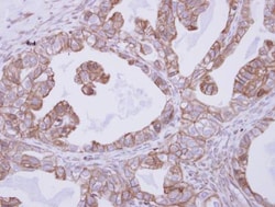 CNNM4 Antibody, Novus Biologicals 0.1mL; Unlabeled:Antibodies, Polyclonal