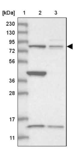 CNOT10 Antibody, Novus Biologicals 0.1mL; Unlabeled:Antibodies, Polyclonal