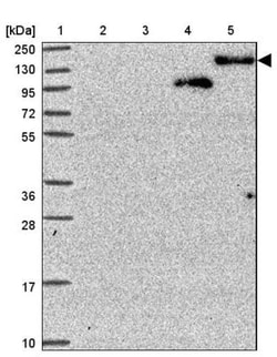 CNOT1 Antibody, Novus Biologicals:Antibodies:Primary Antibodies
