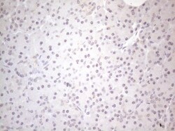 CNOT2 Antibody (OTI5A12), Novus Biologicals 0.1mL; Unlabeled:Antibodies,