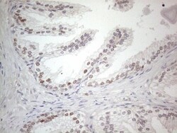 CNOT2 Antibody (OTI5A12), Novus Biologicals 0.1mL; Unlabeled:Antibodies,