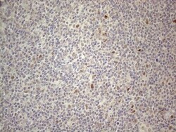 CNOT2 Antibody (OTI5A12), Novus Biologicals 0.1mL; Unlabeled:Antibodies,