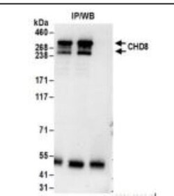 CNOT3 Antibody, Novus Biologicals 0.1mL; Unlabeled:Antibodies, Polyclonal
