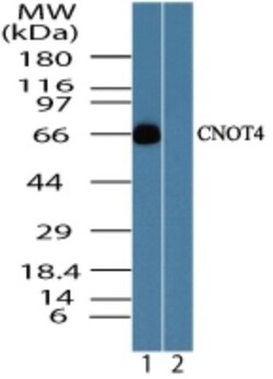 CNOT4 Antibody, Novus Biologicals:Antibodies:Primary Antibodies