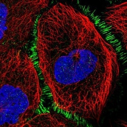 CNOX Antibody, Novus Biologicals 25 &mu;L; Unlabeled:Antibodies, Polyclonal