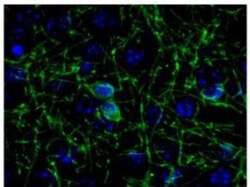 CNPase Antibody, Novus Biologicals 0.05 mL | Buy Online | Novus Biologicals | Fisher Scientific
