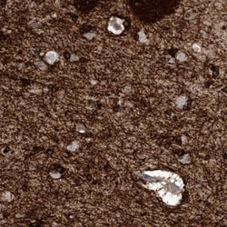 CNPase Antibody, Novus Biologicals 25 &mu;L; Unlabeled:Antibodies, Polyclonal