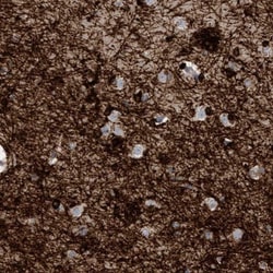 CNPase Antibody, Novus Biologicals 0.1mL; Unlabeled:Antibodies, Polyclonal