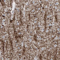 CNPase Antibody, Novus Biologicals 0.1mL; Unlabeled:Antibodies, Polyclonal