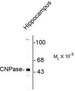 CNPase Antibody, Novus Biologicals 0.05 mL | Buy Online | Novus Biologicals | Fisher Scientific