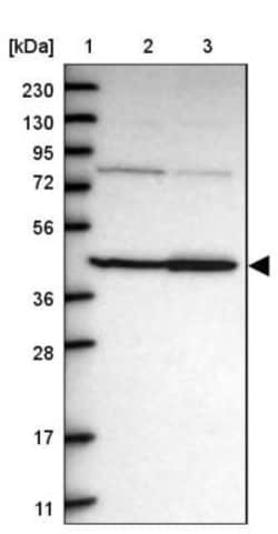 CNPase Antibody, Novus Biologicals 25 &mu;L; Unlabeled:Antibodies, Polyclonal