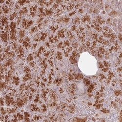 CNPY1 Antibody, Novus Biologicals 25 &mu;L, Unlabeled:Antibodies, Polyclonal