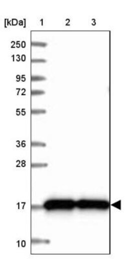 CNPY2 Antibody, Novus Biologicals 25 &mu;L, Unconjugated:Antibodies, Polyclonal