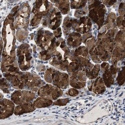 PRAT4B/CNPY4 Antibody, Novus Biologicals 0.1mL; Unlabeled:Antibodies, Polyclonal