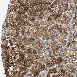 CNST Antibody, Novus Biologicals 25 &mu;L; Unlabeled:Antibodies, Polyclonal