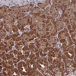 CNTD2 Antibody, Novus Biologicals 25 &mu;L, Unlabeled:Antibodies, Polyclonal