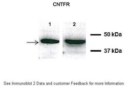 CNTFR Antibody, Novus Biologicals 20&mu;L; Unlabeled:Antibodies, Polyclonal