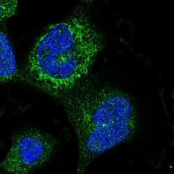 CNTLN Antibody, Novus Biologicals 0.1mL; Unlabeled:Antibodies, Polyclonal