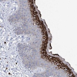 CNTNAP4 Antibody, Novus Biologicals:Antibodies:Primary Antibodies