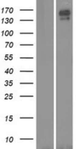 Novus Biologicals&trade;&nbsp;CNTNAP5 Overexpression Lysate