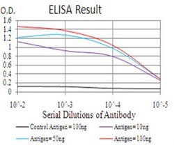 Coactosin-like Protein 1/CotL1 Antibody (5C8) - BSA Free, Novus Biologicals:Antibodies:Primary