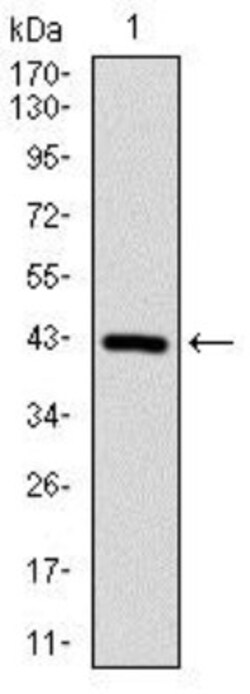 Coactosin-like Protein 1/CotL1 Antibody (5C8) - BSA Free, Novus Biologicals:Antibodies:Primary