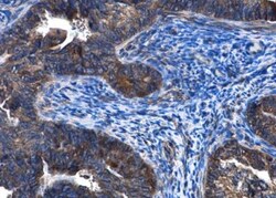 Coagulation Factor III/Tissue Factor Antibody, Novus Biologicals 0.1mL;