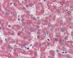 Coagulation Factor II/Thrombin Antibody, Novus Biologicals 0.05mg; Unlabeled:Antibodies,