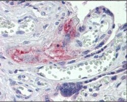Coagulation Factor II/Thrombin Antibody, Novus Biologicals 0.05mg; Unlabeled:Antibodies,