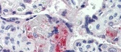 Coagulation Factor II/Thrombin Antibody, Novus Biologicals 0.05mg; Unlabeled:Antibodies,