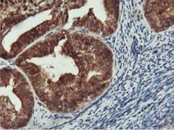 COASY Antibody (OTI3B3), Novus Biologicals 0.1mL; Unlabeled:Antibodies,