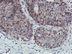 COASY Antibody (OTI3B3), Novus Biologicals 0.1mL; Unlabeled:Antibodies,