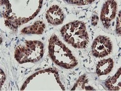 COASY Antibody (OTI3B3), Novus Biologicals 0.1mL; Unlabeled:Antibodies,