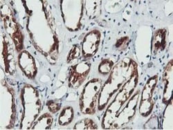 COASY Antibody (OTI3B3), Novus Biologicals 0.1mL; Unlabeled:Antibodies,