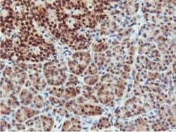 COASY Antibody (OTI3B3), Novus Biologicals 0.1mL; Unlabeled:Antibodies,