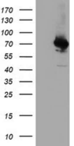 COASY Antibody (OTI3B3), Novus Biologicals 0.1mL; Unlabeled:Antibodies,