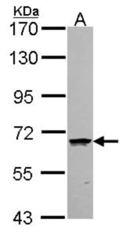 COASY Antibody, Novus Biologicals 0.1 mL | Buy Online | Novus Biologicals | Fisher Scientific