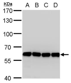 Coatomer Subunit Delta Antibody (1318), Novus Biologicals 0.1mL; Unlabeled:Antibodies,