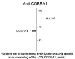 COBRA1 Antibody (F7E4), Novus Biologicals 0.1 mL | Buy Online | Novus Biologicals | Fisher Scientific
