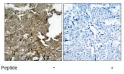 Cofilin Antibody, Novus Biologicals:Antibodies:Primary Antibodies