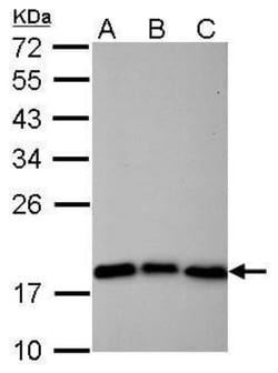 Cofilin Antibody (567), Novus Biologicals 0.1mL; Unlabeled:Antibodies,
