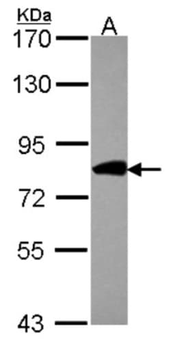 COG2 Antibody, Novus Biologicals 0.1 mL | Buy Online | Novus Biologicals | Fisher Scientific