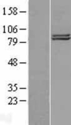 Novus Biologicals&trade;&nbsp;COG2 Overexpression Lysate