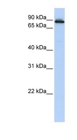 COG2 Antibody, Novus Biologicals 20&mu;L; Unlabeled:Antibodies, Polyclonal