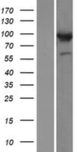 Novus Biologicals™ COG3 Overexpression Lysate