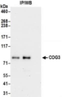 COG3 Antibody, Novus Biologicals 1mL:Antibodies, Polyclonal