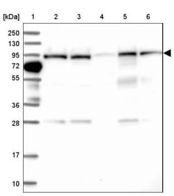 COG3 Antibody, Novus Biologicals:Antibodies:Primary Antibodies
