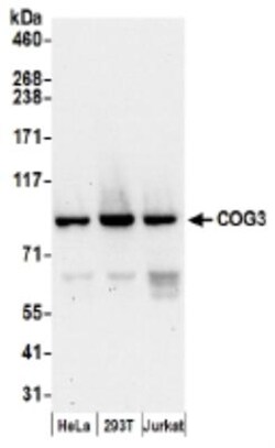 COG3 Antibody, Novus Biologicals 1mL:Antibodies, Polyclonal
